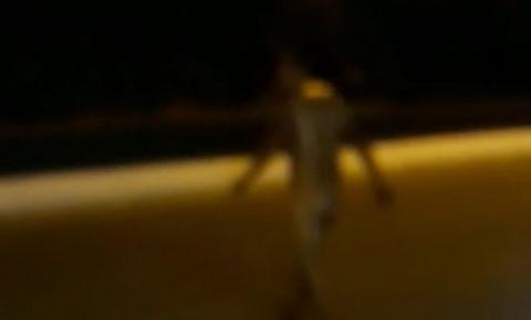 Homem é visto andando nu em acostamento da BR-230, em João Pessoa